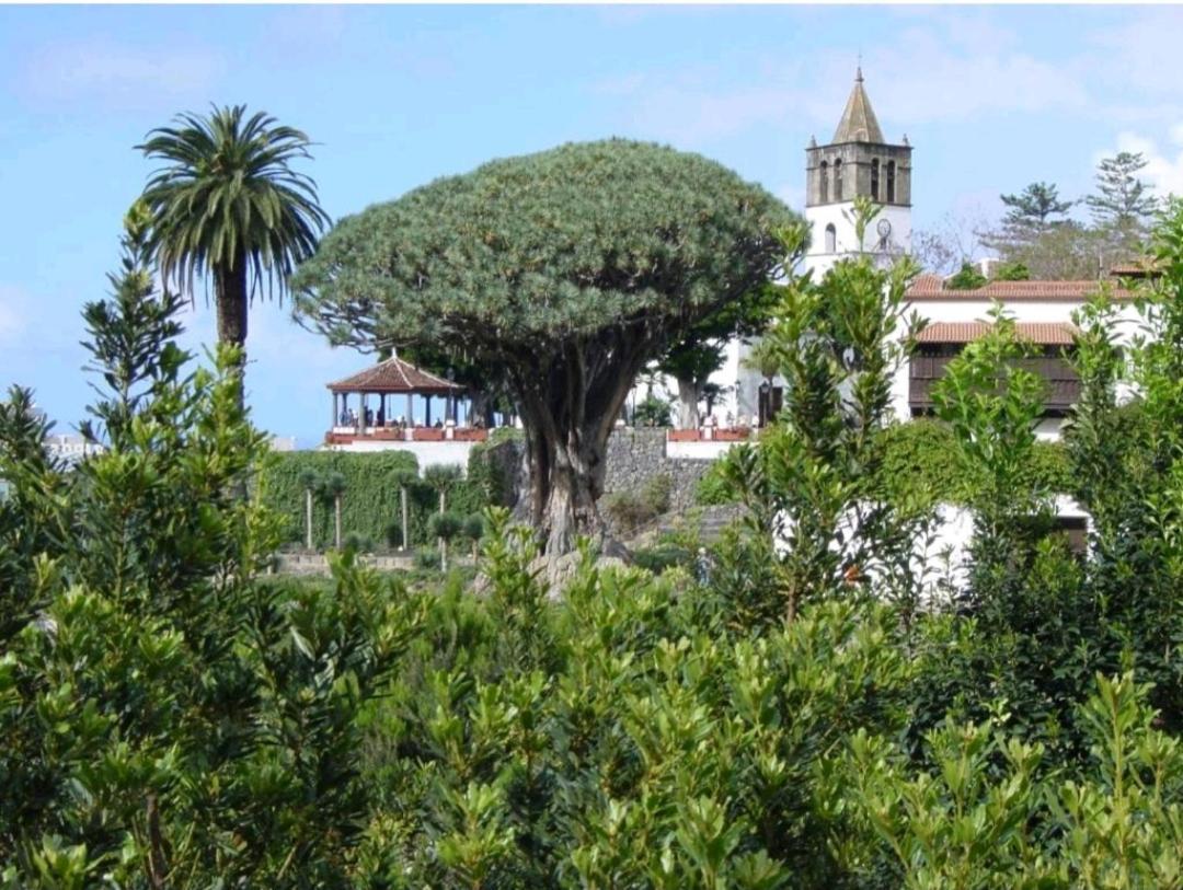 Apartamento Playa San Marcos Icod De Los Vinos Rom bilde